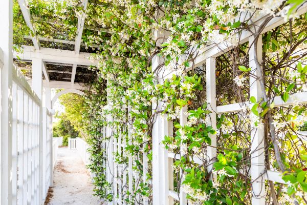 Cost of Trellis Repair in Turlock